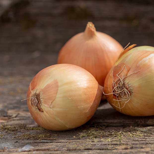 tipos de cebollas y su conservación en cámaras y cocina