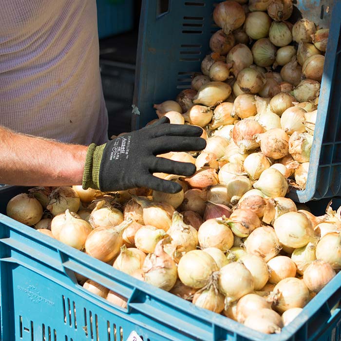 situacion del cultivo de la cebolla en España