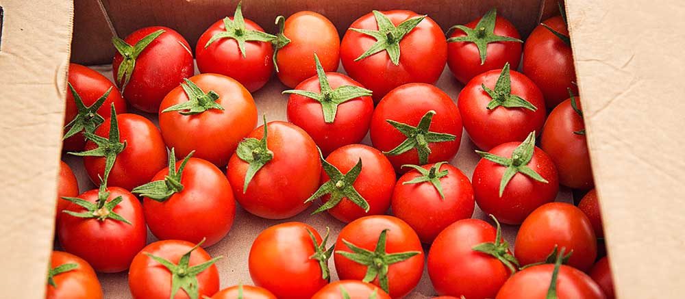 Qué es una cámara de atmósfera controlada con Bernad refrigeración