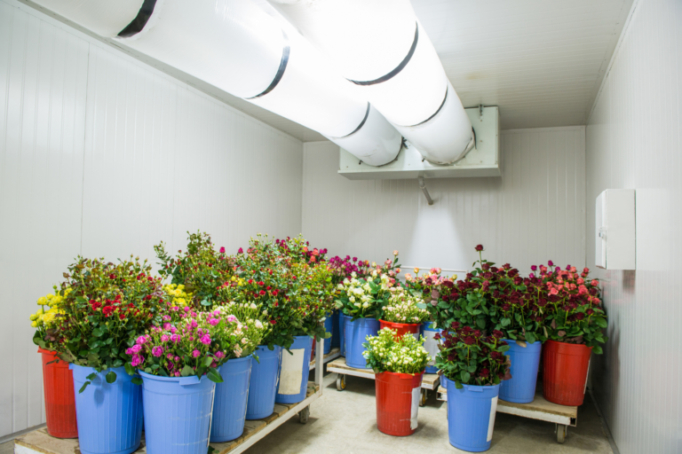 CÁMARAS DE CONSERVACIÓN DE FLORES