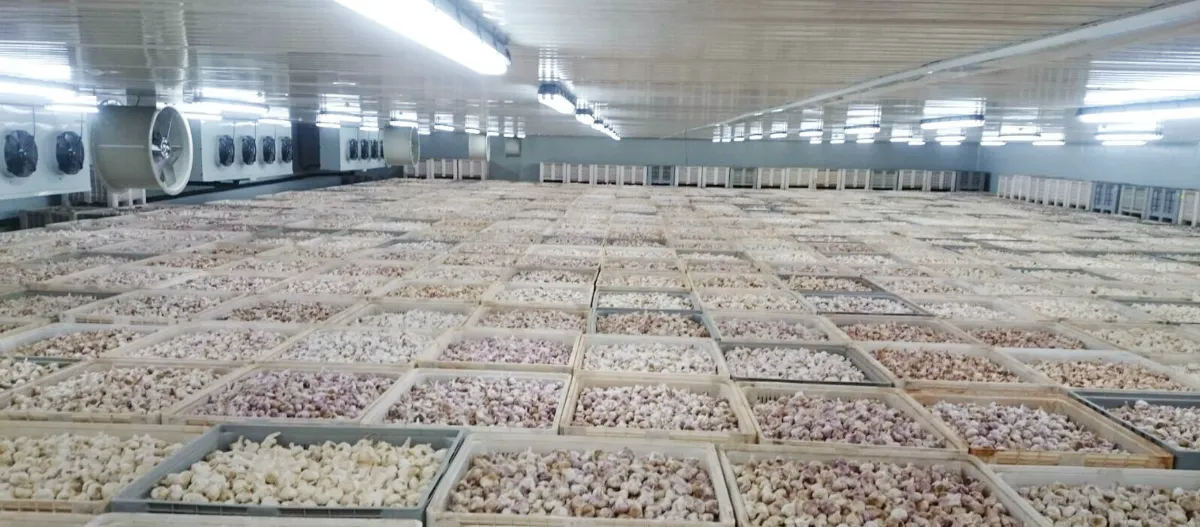 Cold room for garlic storage