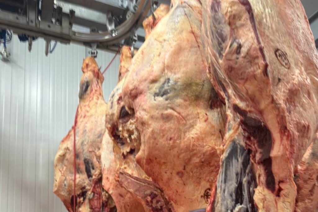 Canales de vacuno colgadas en el carril de una cámara frigorífica para carne