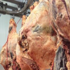Canales de vacuno colgadas en el carril de una cámara frigorífica para carne